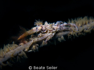 Xenon crab by Beate Seiler 